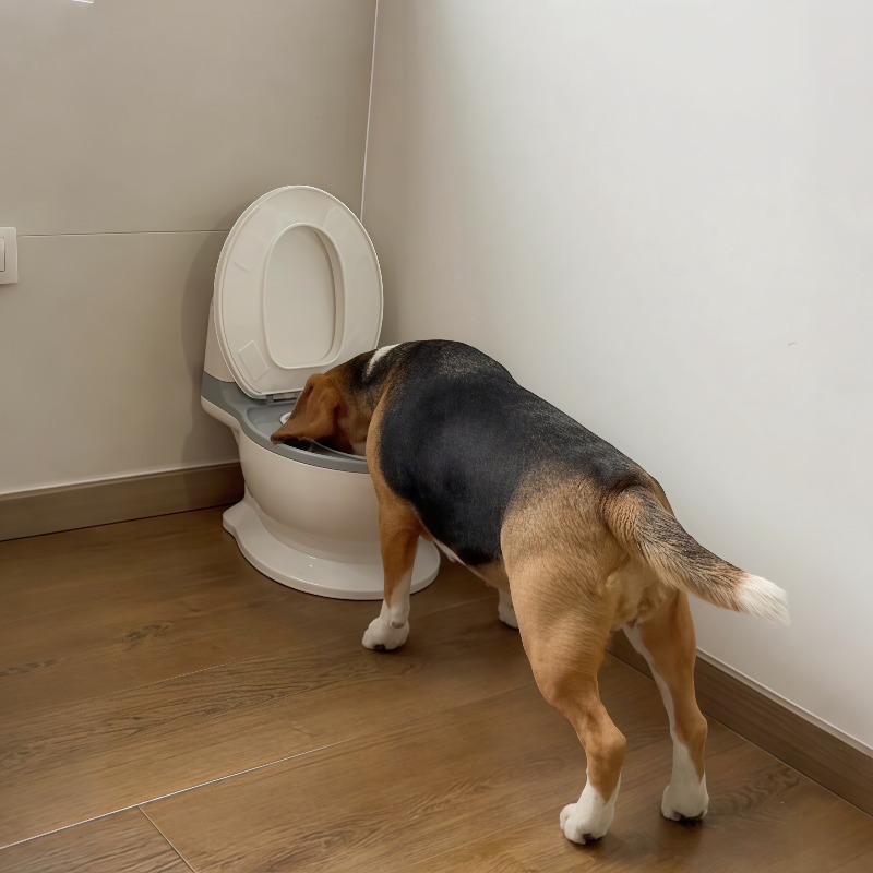 2026 New Funny Creative Shaped - Pet Feeders review and price