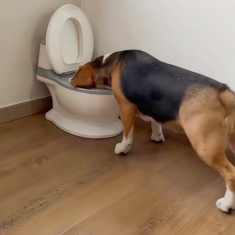 2026 New Funny Creative Shaped - Pet Feeders review and price